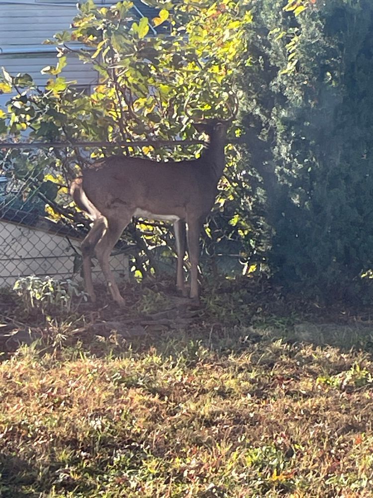 Deer in the yard