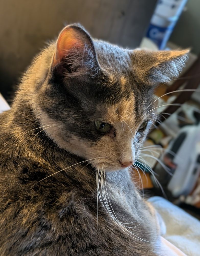 closeup of the face in 3/4 view of a dilute calico cat