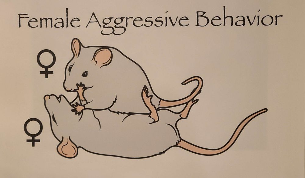 A supine rat being attacked by another rat. Both rats have the Venus logo next to them. In Papyrus font, the words "Female Aggressive Behavior" looms above them