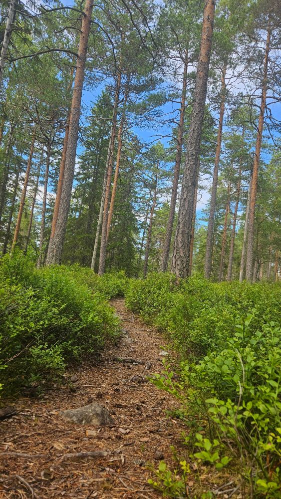 Gode stier å jogge på 