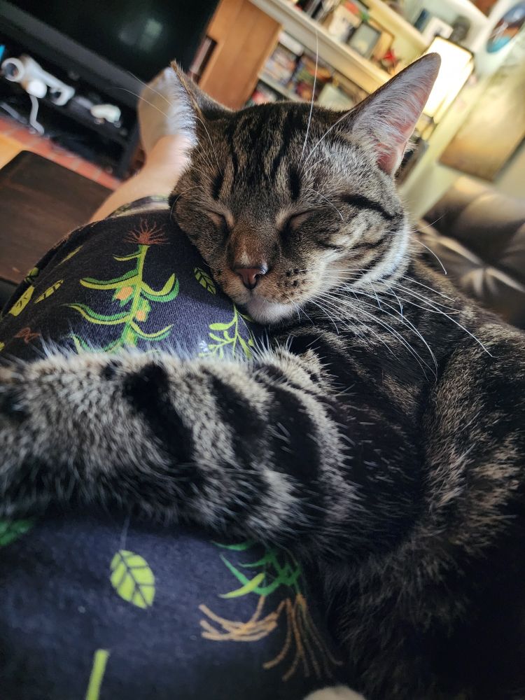 Sleeping cat on my lap.