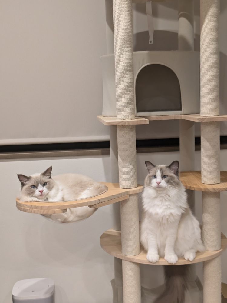 Picture of two adorable ragdoll cats