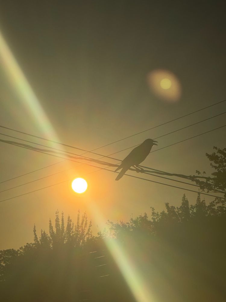 A crow in a power line with the bright sunrise in the back ground