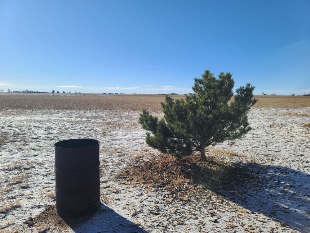 Photo of pine tree and rusted fire barrel on the snowy Rocky Mountain front range with clear blue sky