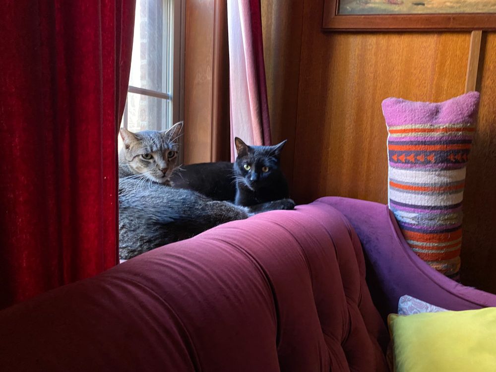 A grey mackerel tabby named Gustav and a black cat named Gomez regard you suspiciously from their window perch.