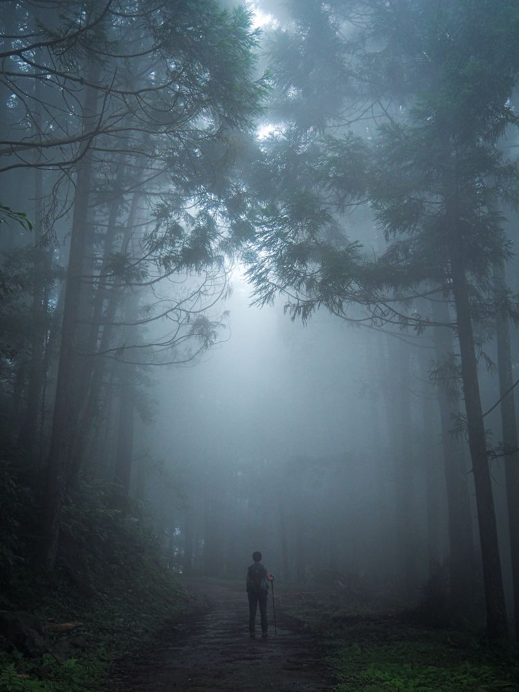A small figure stands among towering cedars backlit by afternoon sun filtered through thick fog. 