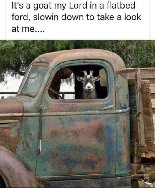 🎶 it's a goat, my Lord, in a flatbed Ford, slowin down to take a look at me. 🎶