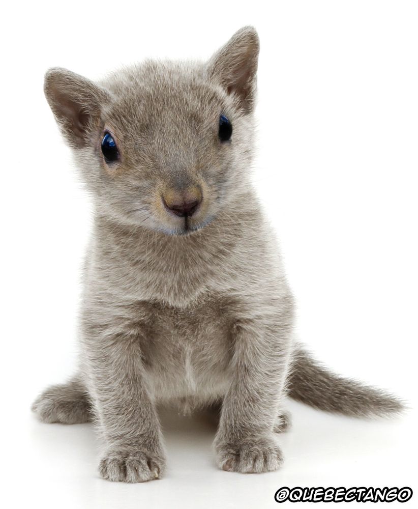 A squitten: Kitten with the head of a squirrel. It thoroughly enjoys licking its own nuts.