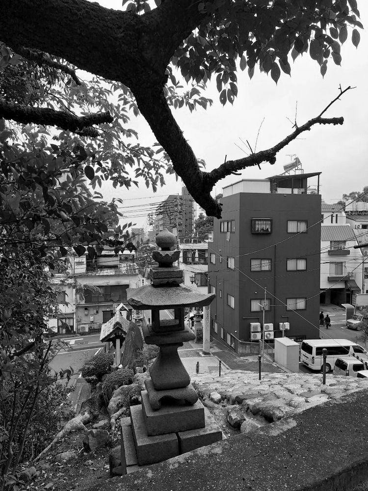 Leaves and branches frame one side of a 