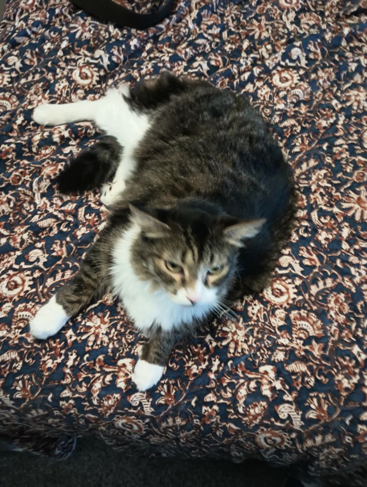 a tuxedo tabby on a bed