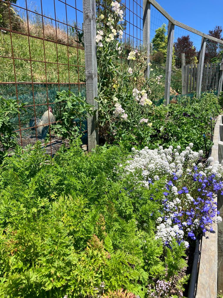 Photo of a garden with feathery carrot foliage in the foreground, white alyssum and blue lobelia in the midfield, and white-and-lavender sweet peas and more greenery in the background. A bantam rooster is behind a steel mesh panel fence that has several small tomato plants growing against it. 