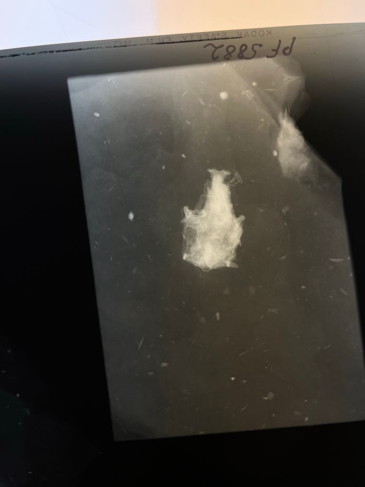 A radiograph of a fish skull