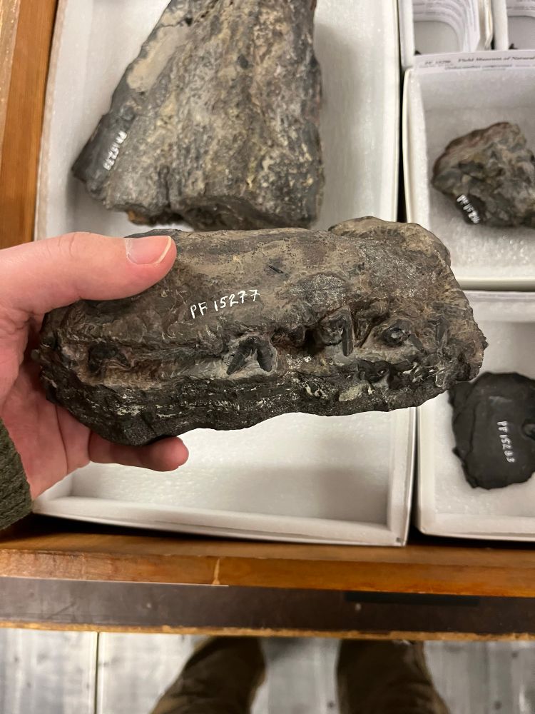 A person holding a shark skull above a box of fossils