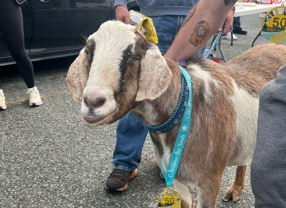 The G.O.A.T. of a Canadian half marathon was — an actual goat