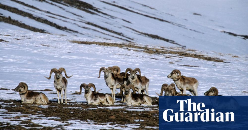 US man, 81, sentenced to six months for creating giant hybrid sheep for hunting