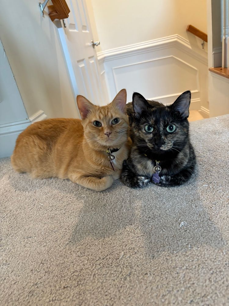 An orange cat and a tortoiseshell cat sitting on white carpet at the top of a stairwell. They are snuggled together and looking at the camera, front paws politely tucked into their chests.