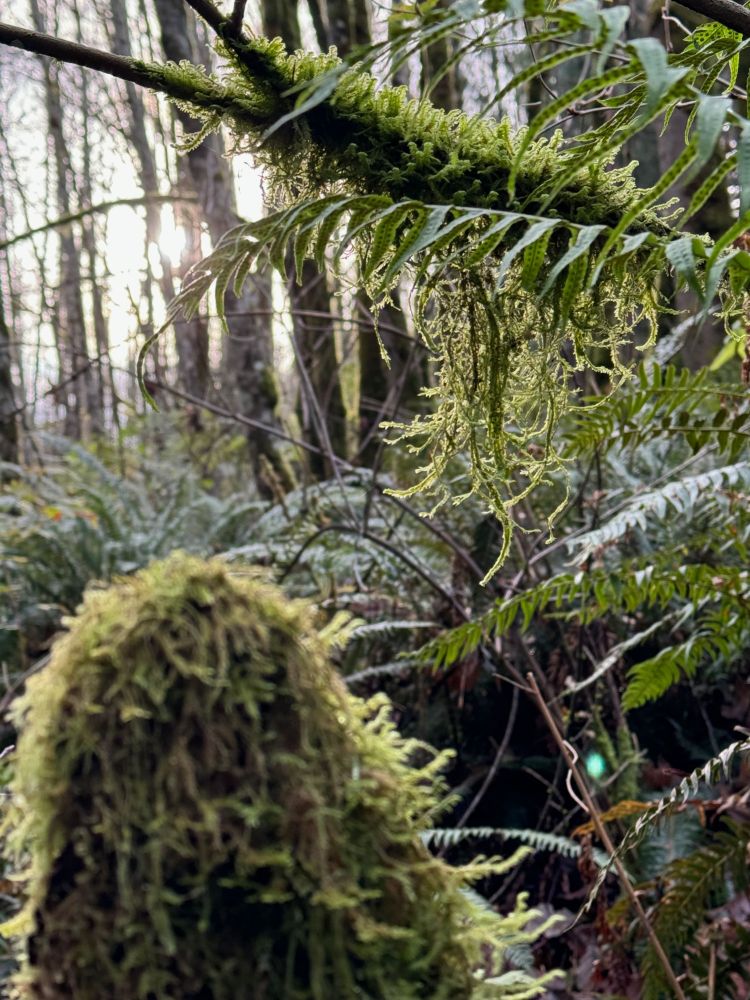 Moss on branches with sunlight shining through trees