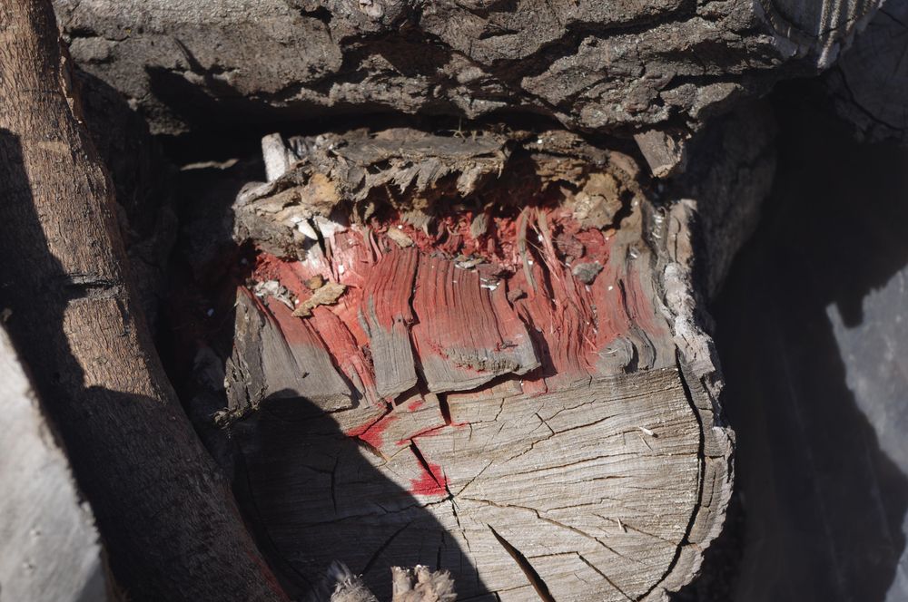 фото колоди, але якщо придивитися видно муху на ній