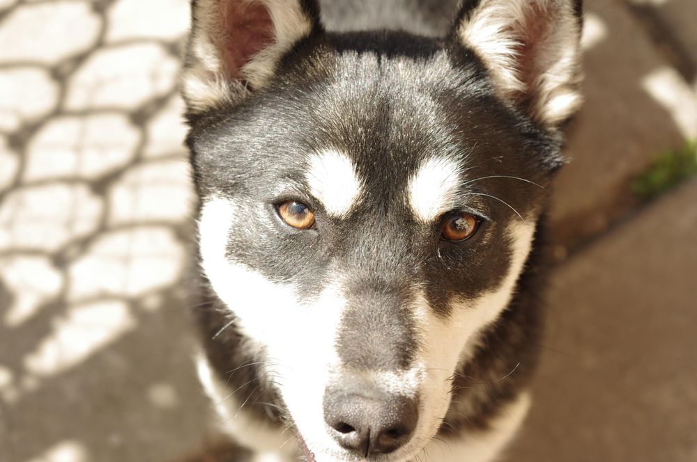 Dog looks into the camera. Close-up.