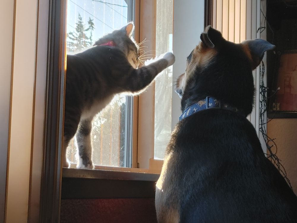 Tink bopping Luna on the head