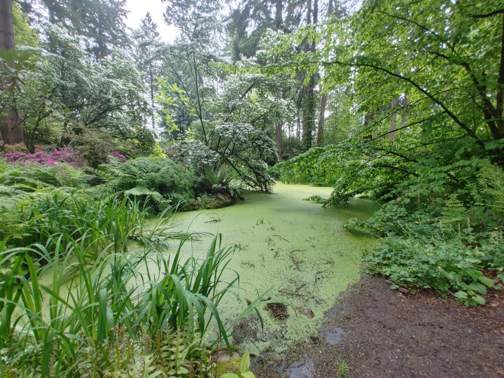 An algae-covered lake in a green forest