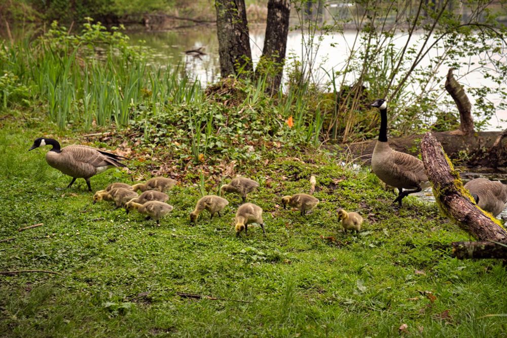 A family of geese on the shore of Lake Washington