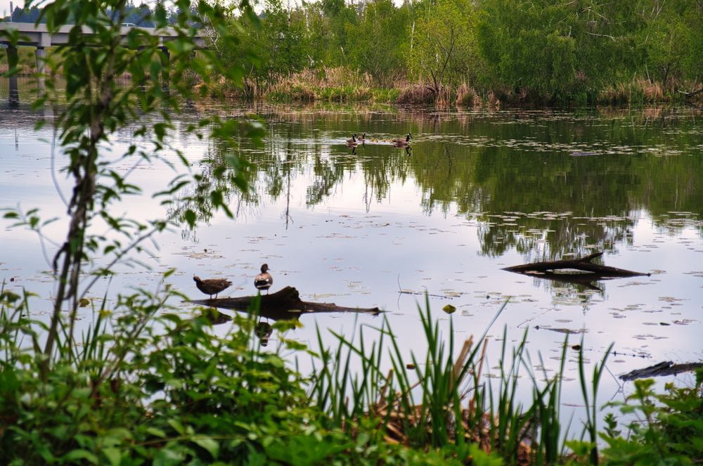 A family of geese swimming on Lake Washington