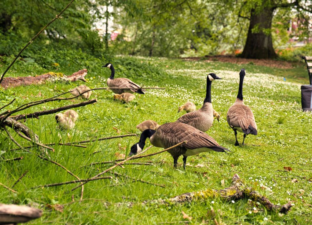 A family of geese on the shore of Lake Washington