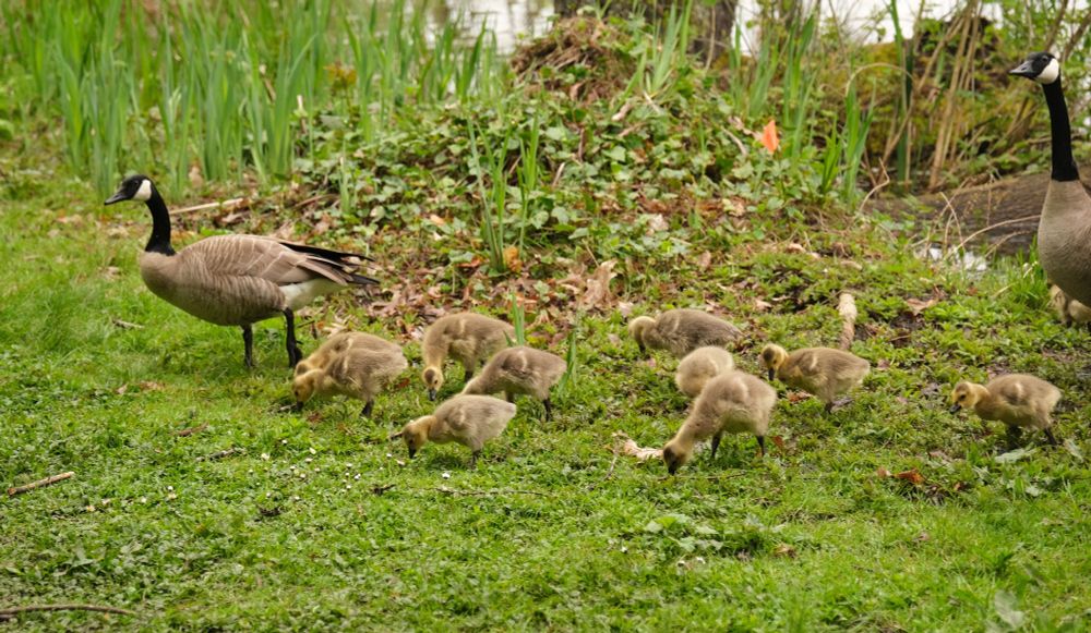 A family of geese on the shore of Lake Washington