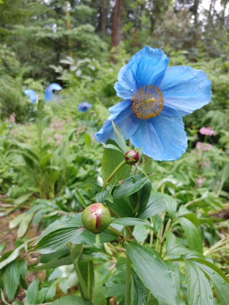 Blue poppies