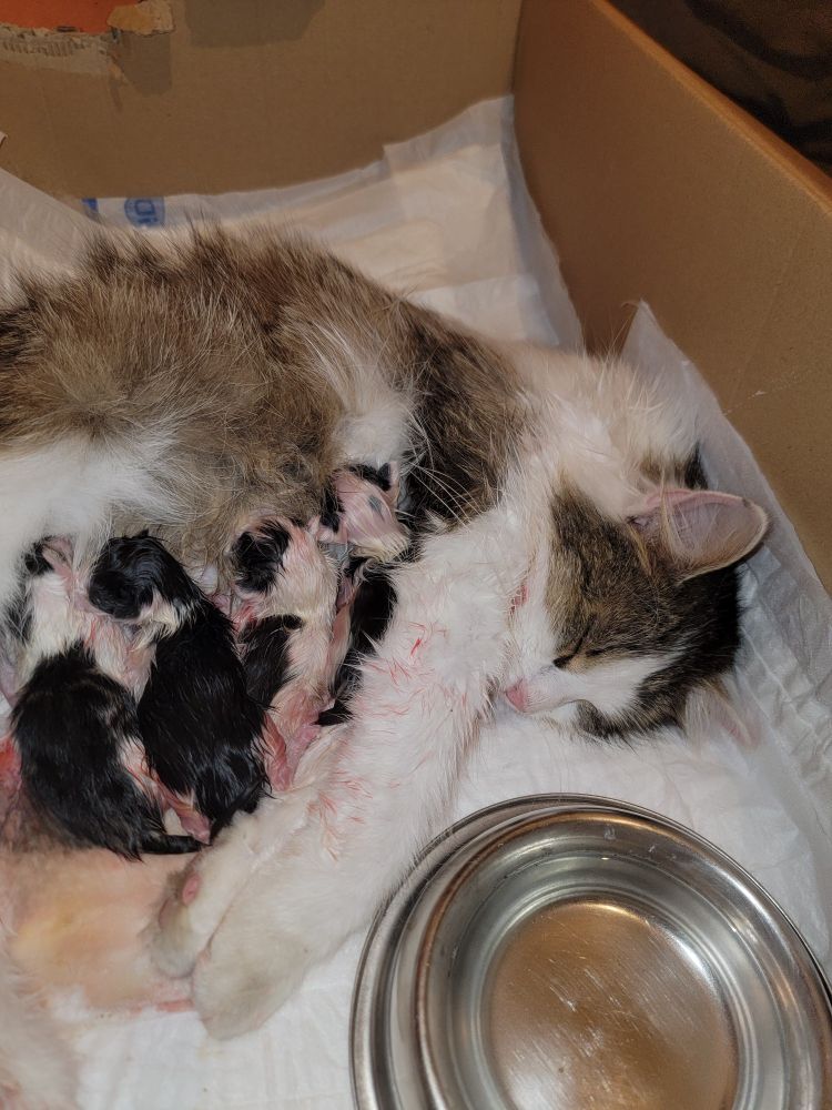 Eine Katze, die in einem, mit weichen Wundunterlagen, gepolsterten Karton liegt und müde die Augen geschlossen hat. Vier neu geborene Katzen liegen an ihrem Bauch und nuckeln an den Zitzen. Neben ihr steht ein kleiner Wasser-Napf.
