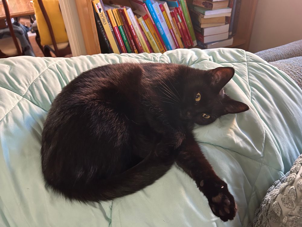 A black cat laying on a mint green blanket with on paw out. 
