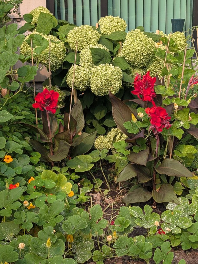 Background; hydrangea globe flowers (massive light green hue)
Foreground; Red Lilly supporting spaghetti squash plants tendrils and yellow flowers, mixed among the orange flowered nasturtiums. Which will be harvested to supplement a spinach quiche filling.