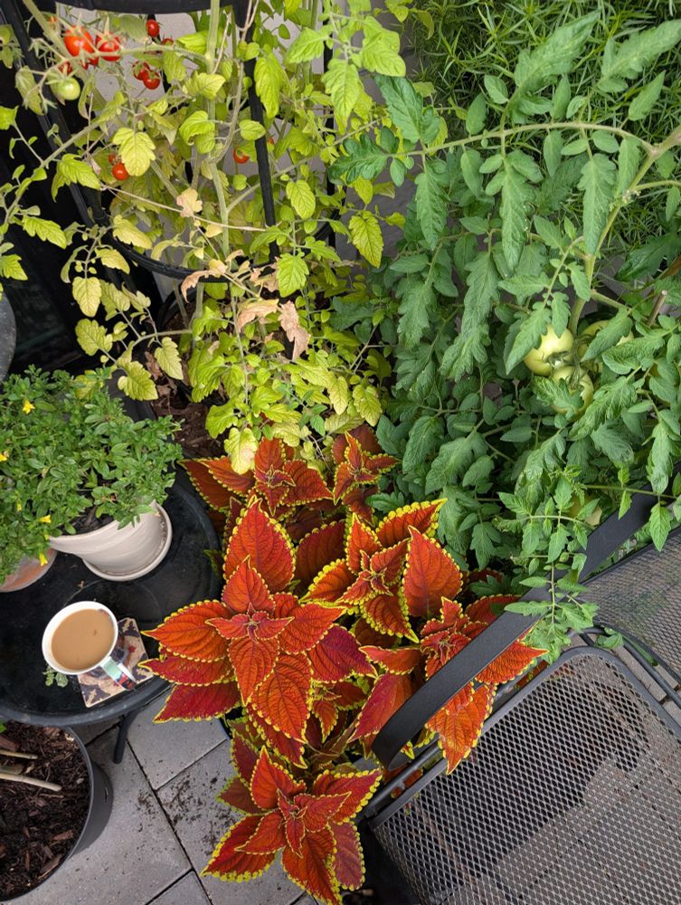A quiet space of  repose, for coffee, amongst the tomatoes, coleus. 