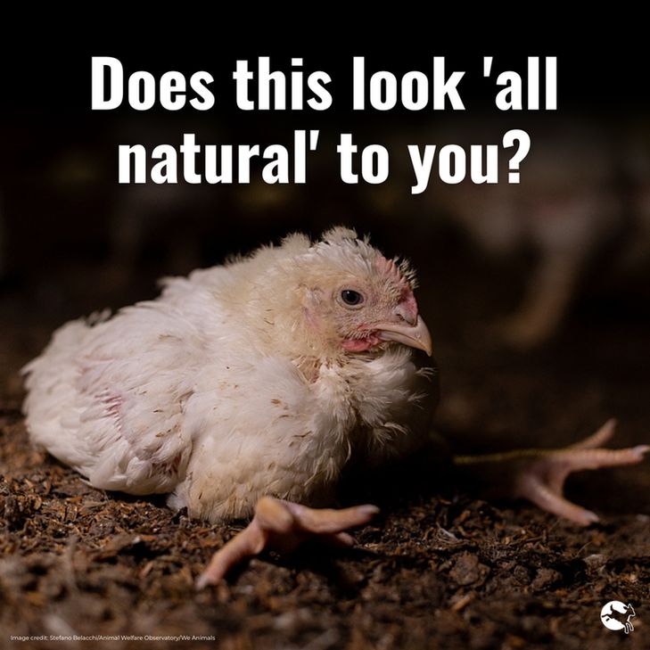 "Does this look 'all natural' to you? Chicken sitting on the floor unable to stand up as it's been bred to grow to fast. 