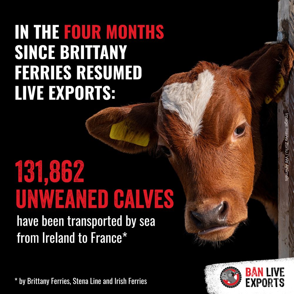 In the four months since Brittany Ferries resumed live exports, 131,862 unweaned calves have been transported by sea from Ireland to France, by Brittany Ferries, Stena Line and Irish Ferries.