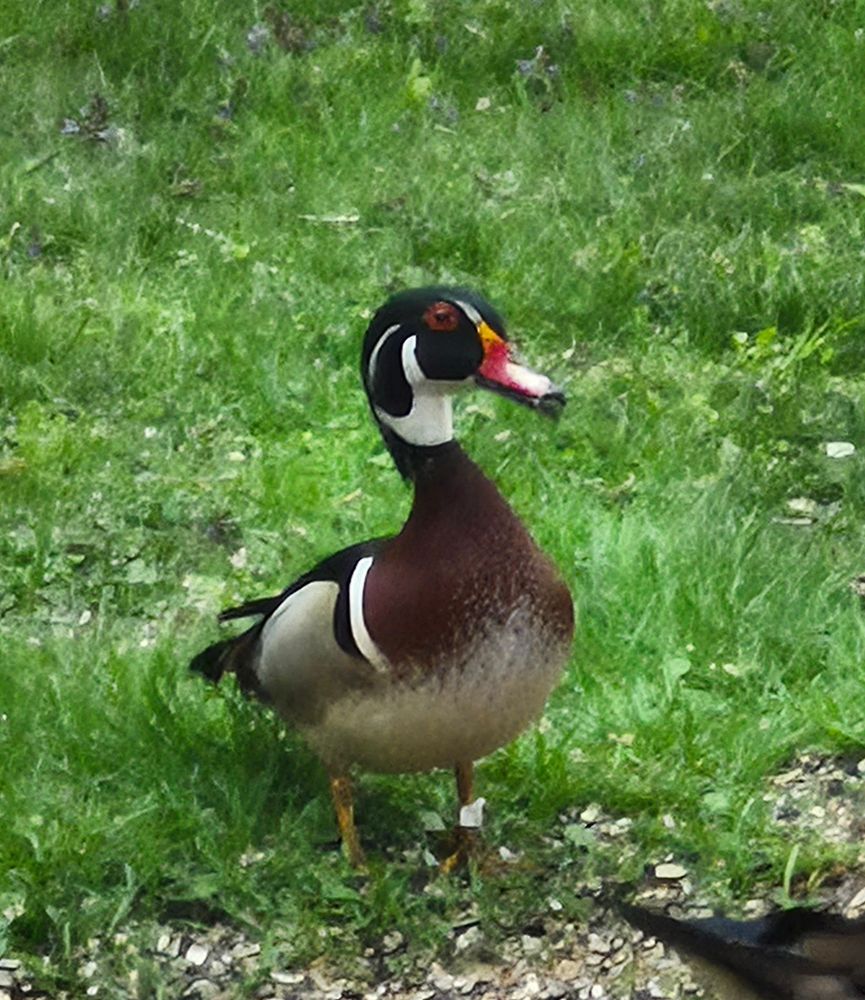  Male Wood Duck 