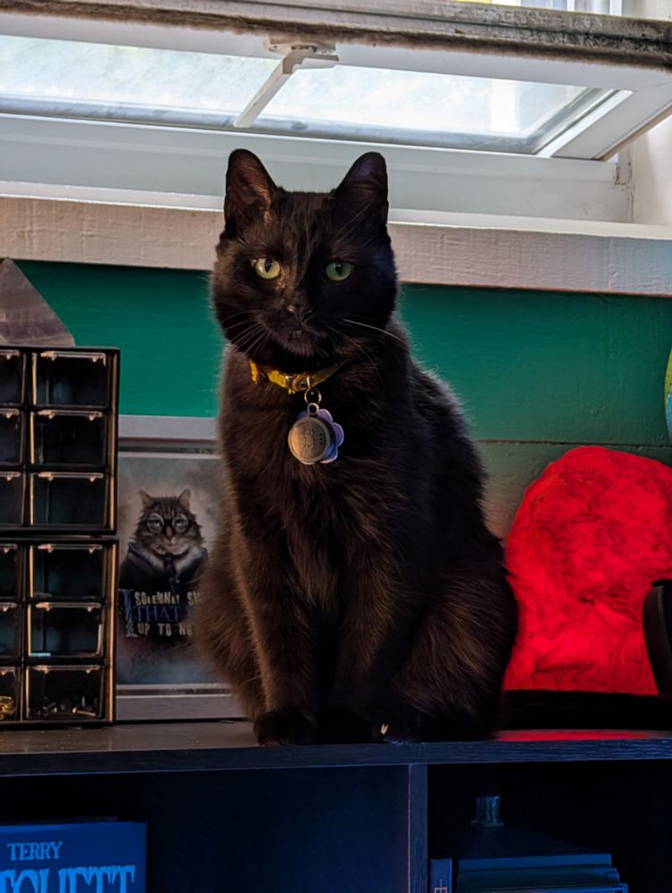 Black cat staring straight into your soul.