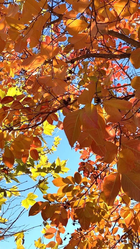 Blue Skies and Thanksgiving colors. Beauty exists. Here it is right now. Stay mindful. 