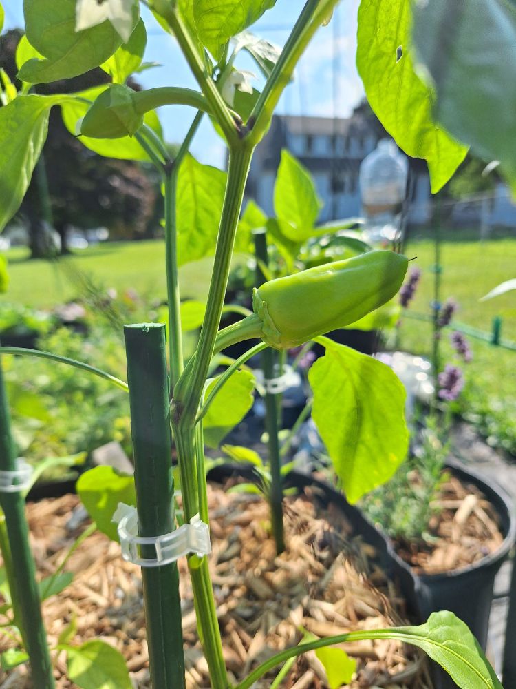 Cubanelle (labeled as not-so-polotically-correct "gypsy" pepper)