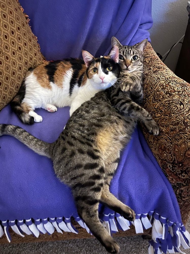 gizmo and nami sitting on an armchair. he’s stretched out with his belly up and she’s leaning on his shoulder