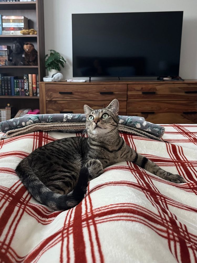 brown tabby cat lays on a white and red checkered blanket
