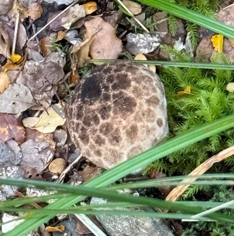 A fat puffball like light and dark mushroom 