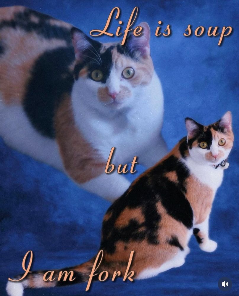 Two images of the same calico cat, one in the background faded, and one standing to the right with a blue background. The words say “life is soup but I am fork”