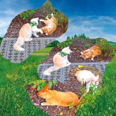 Eine Collage von einem weißen Kater und einer roten Katze die zusammen spielen. Es sind drei Pics die auf einem Hintergrund von blauem Himmel und grüner Wiese angeordnet sind.