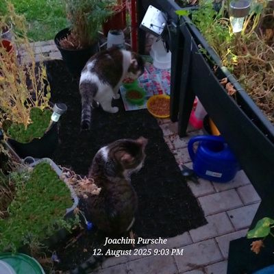 Zwei gefleckte Kater auf der Terrasse. Einer testet das Igelfutter, der andere sitzt gelangweilt daneben und sieht weg.