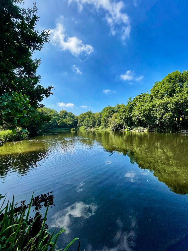 A large pond bordered by trees… the sky is blue with some wispy clouds… the trees and sky are reflected in the water. 