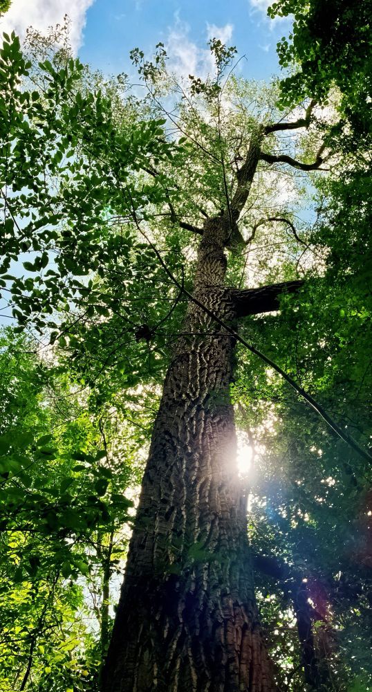 View of a tall tree looking upwards…  sunlight comes through green leaves and branches… the sky is  blue.