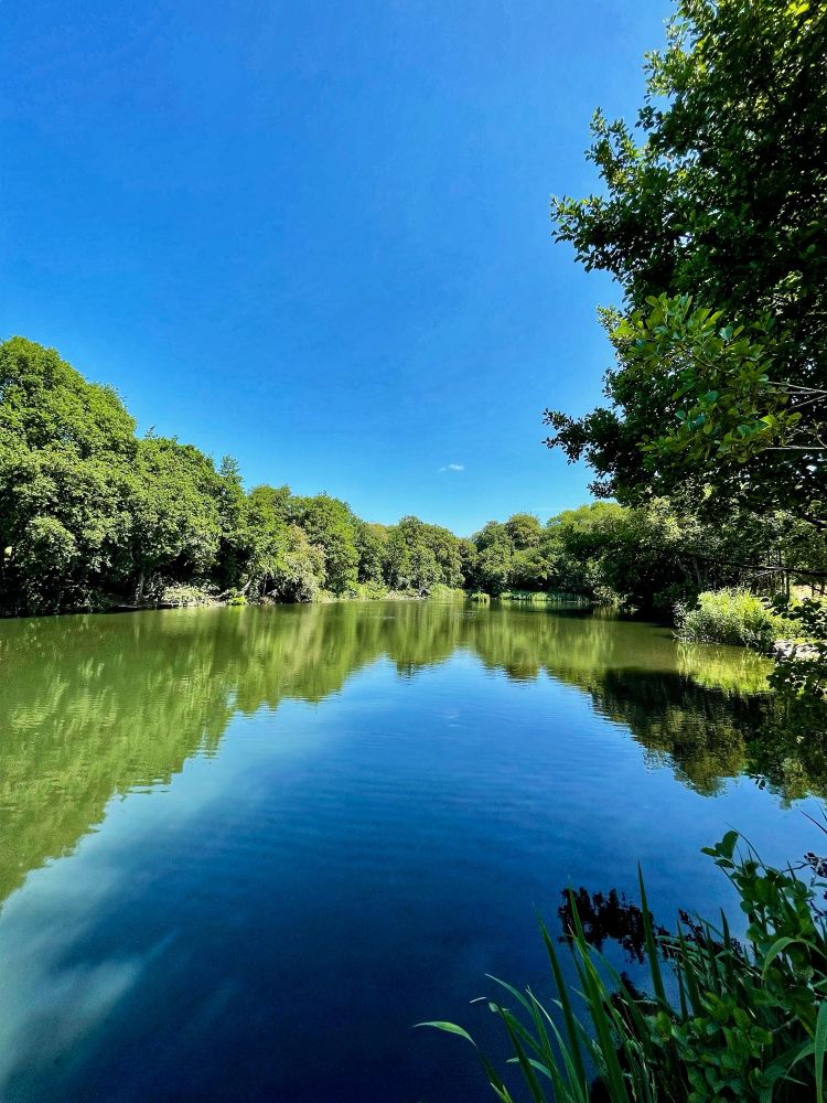 A lake surrounded by trees under a clear blue sky with the trees  reflected in the  water.