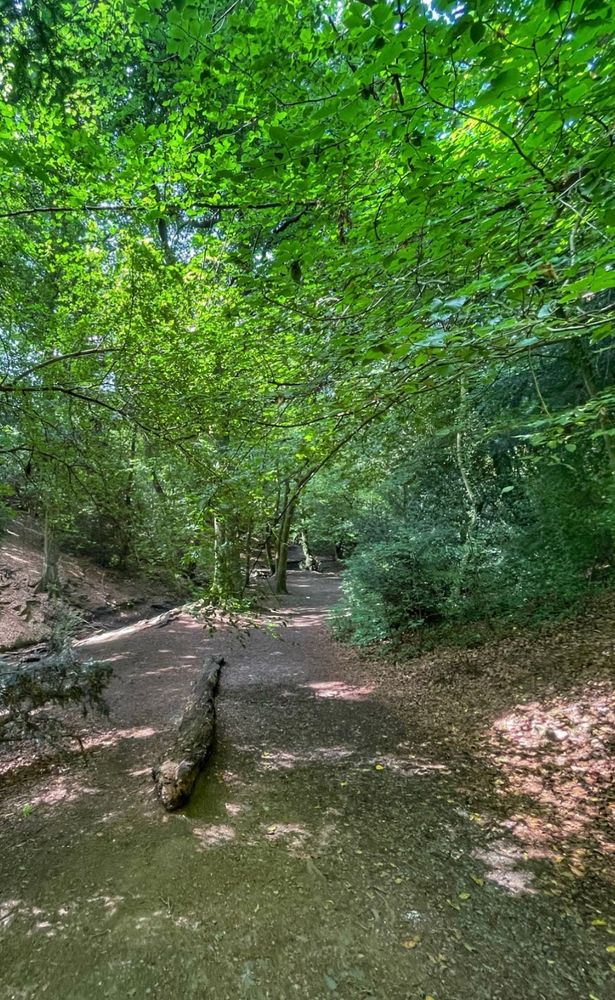 A shady woodland path with  sunlight filtering through a canopy of leaves… a fallen log is lying across the trail. 